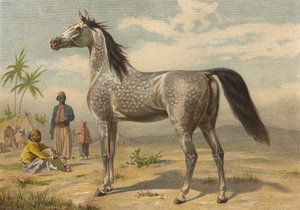 Arabian Horse by European School